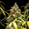 A detailed view of the main cola of the Triple G Auto strain, displaying deep green leaves and resin-rich buds.