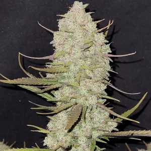 Tropicana Cookies Auto bud with purple-tinged leaves and frosty trichomes, highlighted by ambient lighting