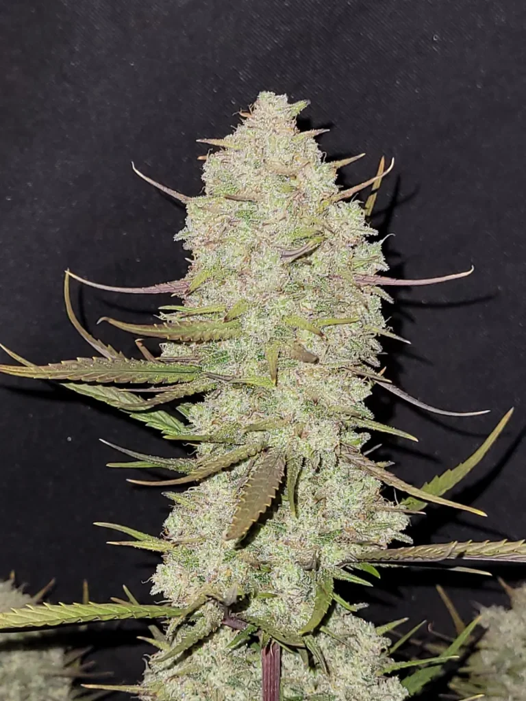 Tropicana Cookies Auto