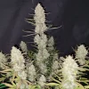 Close-up of Tropicana Cookies Auto flower, showcasing dense resinous buds and slight purple hues