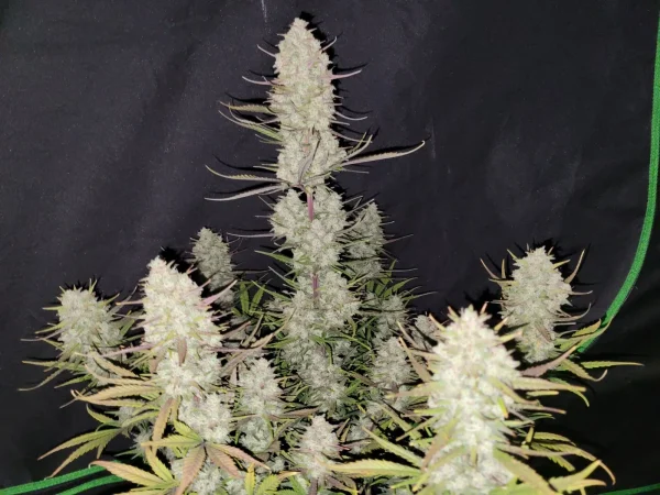 Close-up of Tropicana Cookies Auto flower, showcasing dense resinous buds and slight purple hues