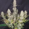 Tropicana Cookies Auto plant with multiple colas, each densely packed with trichome-covered buds