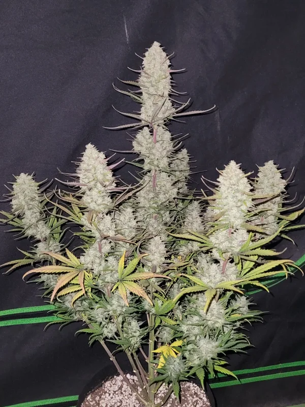 Tropicana Cookies Auto plant with multiple colas, each densely packed with trichome-covered buds