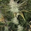 Tall Tropicana Cookies Auto plant with thick buds and purple accents on leaves, set against a dark backdrop