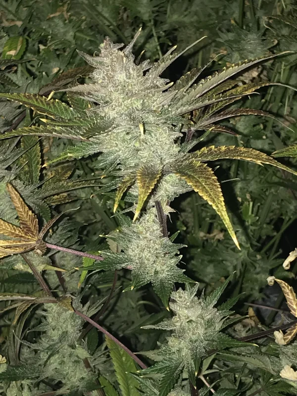 Tall Tropicana Cookies Auto plant with thick buds and purple accents on leaves, set against a dark backdrop