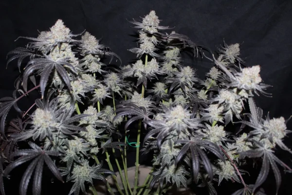 Tropicana Cookies FF Strain showcasing dense, frosty buds with dark purple sugar leaves.
