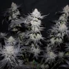 Flowering Tropicana Cookies FF from Fast Buds, highlighting the frosty trichomes on purple flowers.