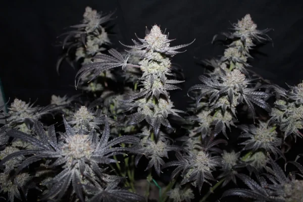 Flowering Tropicana Cookies FF from Fast Buds, highlighting the frosty trichomes on purple flowers.