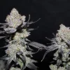 Close-up of Tropicana Cookies FF showcasing resinous, dense buds with deep purple shades.