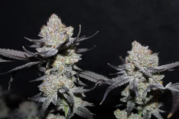 Close-up of Tropicana Cookies FF showcasing resinous, dense buds with deep purple shades.