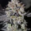Tropicana Cookies FF strain by Fast Buds with vibrant purple buds covered in orange hairs.