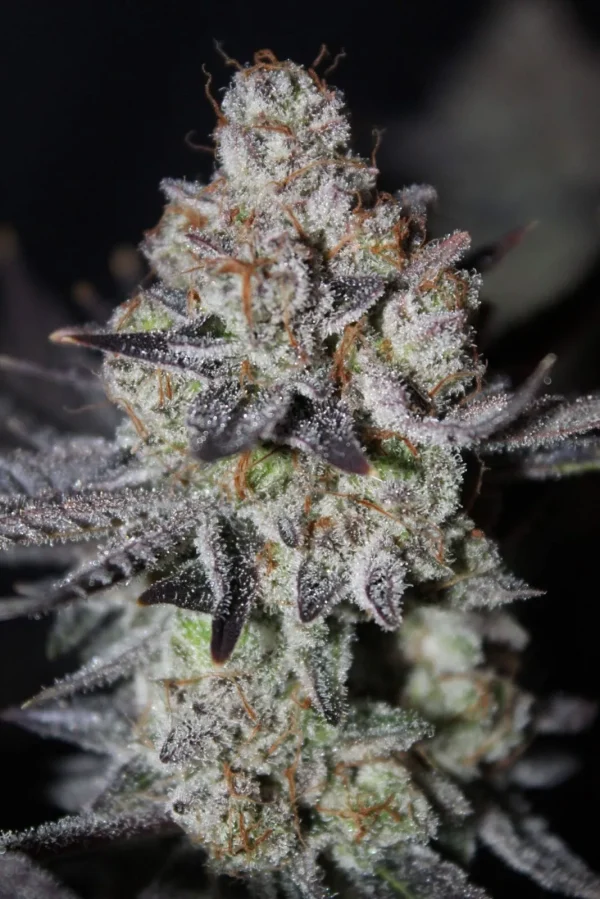 Tropicana Cookies FF strain by Fast Buds with vibrant purple buds covered in orange hairs.