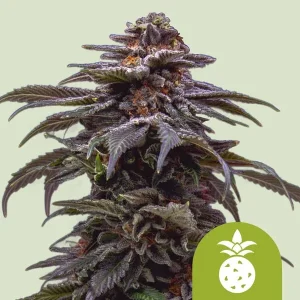 Tropicana Cookies Auto Strain displays dense, frosty buds with dark purple hues and vibrant green leaves, highlighting its rich appearance.