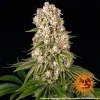 Tropicanna Banana cannabis strain with dense, sparkling buds and tropical-inspired colors.
