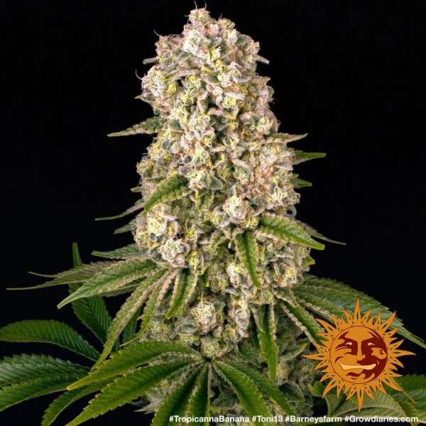 Tropicanna Banana cannabis strain with dense, sparkling buds and tropical-inspired colors.