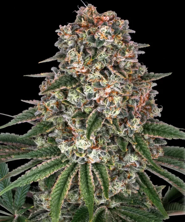 Flowering Tropicanna Banana from Barney's Farm displaying bright orange pistils and resin-covered buds.