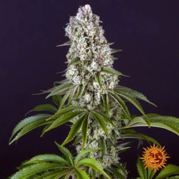 Close-up of Tropicanna Banana strain showing frosty trichomes and rich green hues.