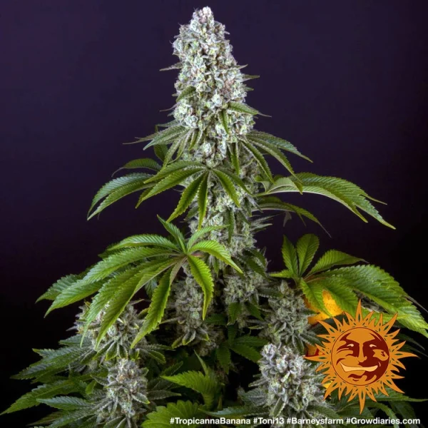 Tropicanna Banana strain by Barney's Farm with vibrant, tropical green buds and orange pistils.