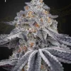 Velvet Moon Strain covered in frosty trichomes, showcasing its dense buds and unique coloring.