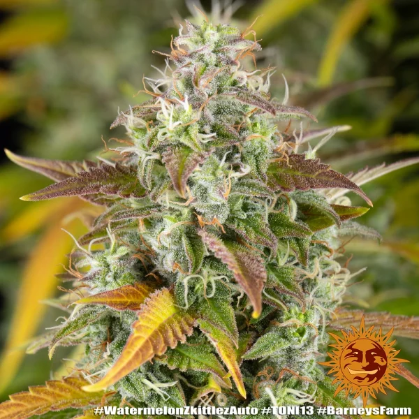 Barney's Farm Watermelon Zkittlez Auto showcasing thick, trichome-covered buds with fruity appeal.
