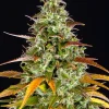 Flowering Watermelon Zkittlez Auto strain with resinous buds and a sweet aroma profile.