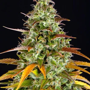 Flowering Watermelon Zkittlez Auto strain with resinous buds and a sweet aroma profile.