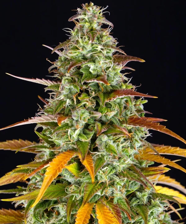 Flowering Watermelon Zkittlez Auto strain with resinous buds and a sweet aroma profile.