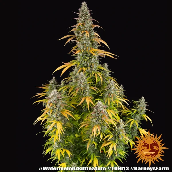 Close-up of Watermelon Zkittlez Auto showing vibrant green buds with bright orange hairs.