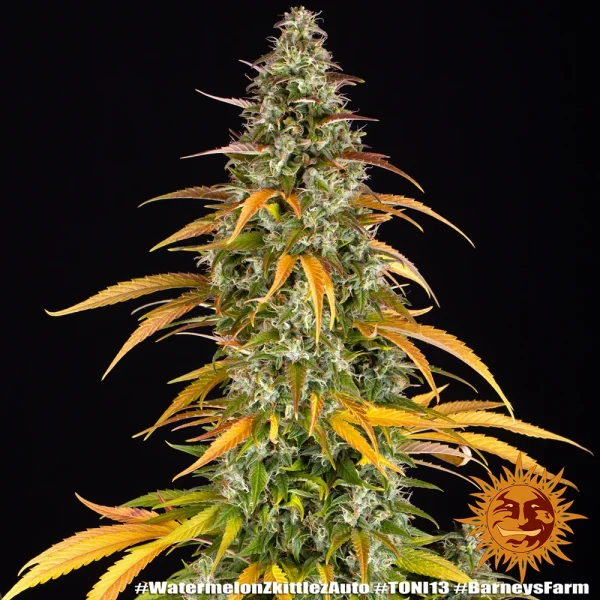 Watermelon Zkittlez Auto strain with dense buds and a rich coating of frosty trichomes