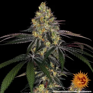 Barney's Farm Watermelon Zkittlez showcasing thick, trichome-covered buds with fruity appeal.