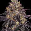 Flowering Watermelon Zkittlez strain with resinous buds and a sweet aroma profile.