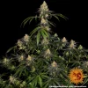 Watermelon Zkittlez strain with dense buds and a rich coating of frosty trichomes.