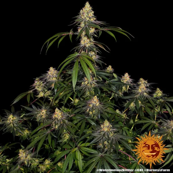 Watermelon Zkittlez strain with dense buds and a rich coating of frosty trichomes.