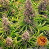 Wedding Cake Auto strain displaying compact buds and an abundance of bright orange pistils.