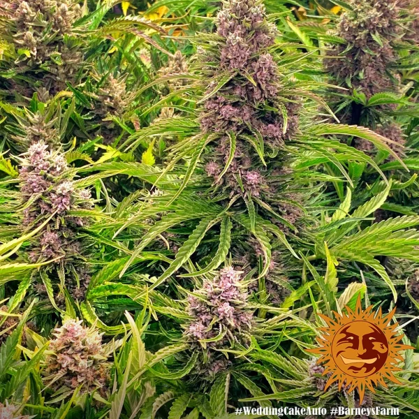 Wedding Cake Auto strain displaying compact buds and an abundance of bright orange pistils.