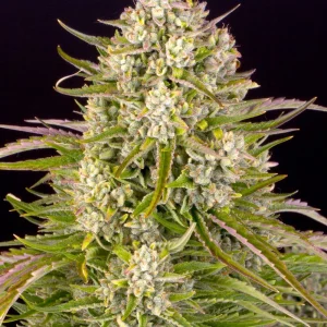 Flowering Wedding Cake Auto cannabis plant, showcasing rich green buds and resinous coating.