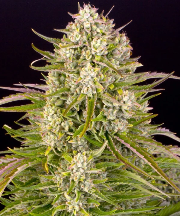 Flowering Wedding Cake Auto cannabis plant, showcasing rich green buds and resinous coating.