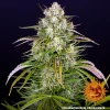Close-up of Wedding Cake Auto buds, highlighting their dense structure and sparkling trichomes.