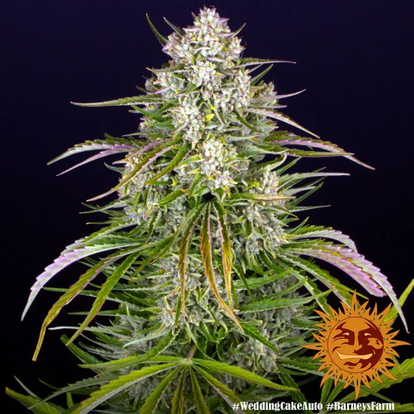 Close-up of Wedding Cake Auto buds, highlighting their dense structure and sparkling trichomes.
