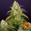 Wedding Cake Auto strain in full bloom, covered with frosty trichomes and orange pistils.