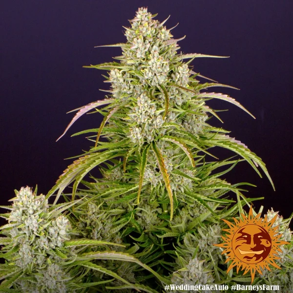Wedding Cake Auto strain in full bloom, covered with frosty trichomes and orange pistils.