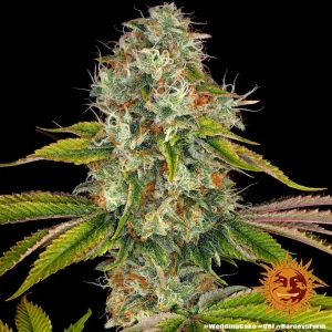 Wedding Cake strain displaying compact buds, sticky with resin and bright orange hairs.