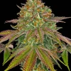 Flowering Wedding Cake plant with vibrant pistils and a heavy coating of trichomes.