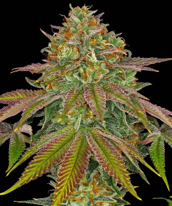 Flowering Wedding Cake plant with vibrant pistils and a heavy coating of trichomes.