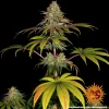 Close-up of Wedding Cake cannabis strain, showcasing resinous buds with hints of green and orange.