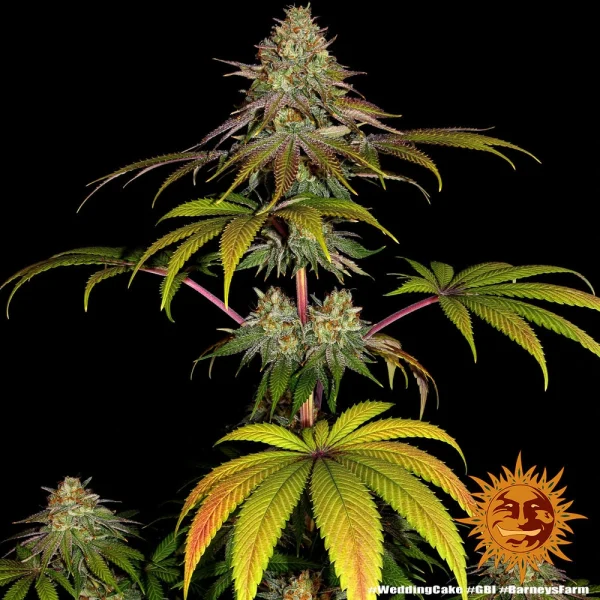 Close-up of Wedding Cake cannabis strain, showcasing resinous buds with hints of green and orange.