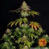 Wedding Cake strain with dense buds covered in a thick layer of frosty trichomes.