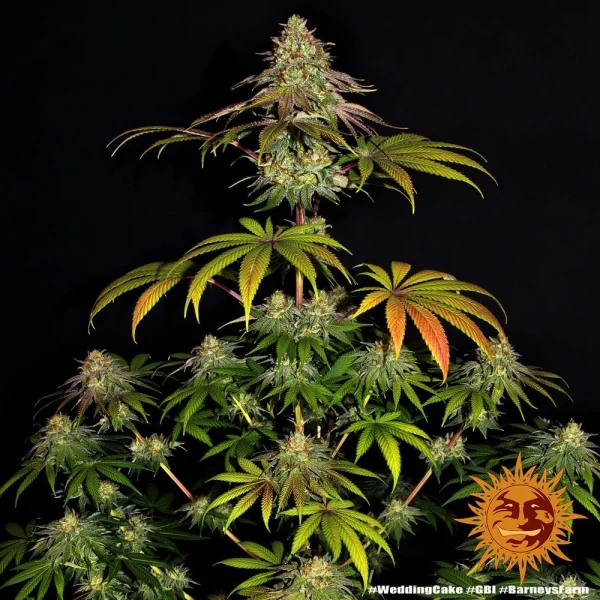 Wedding Cake strain with dense buds covered in a thick layer of frosty trichomes.