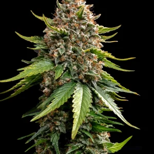 White Widow XXL Auto strain in full bloom, featuring resinous buds and vibrant orange pistils with a thick trichome coating.