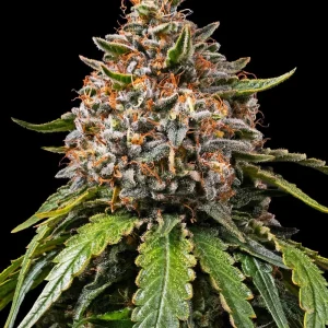 White Widow XXL strain displaying compact buds and an abundance of bright orange pistils.